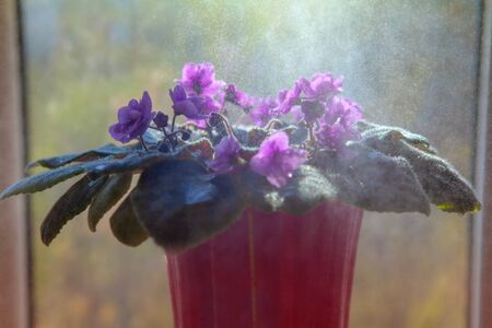 water splashing over the flowerpot with violetsの写真素材