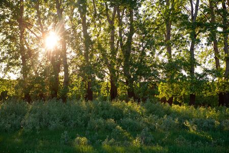 sun shining through the branches of spring treesの写真素材