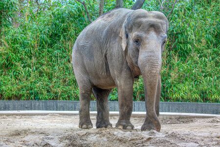 Asian elephant is the largest land mammal in Asiaの写真素材
