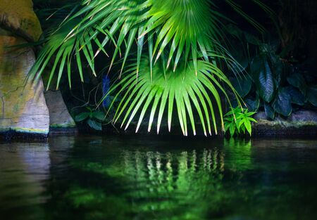 green vegetation reflection in the rainforest waterの写真素材