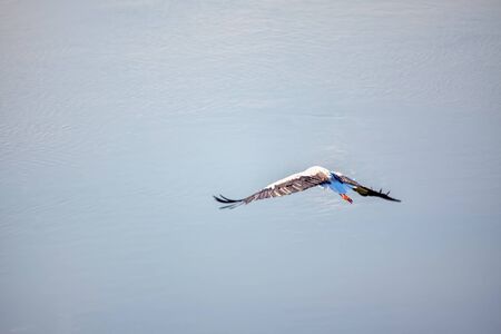 stork with spread wings flying over the waterの写真素材