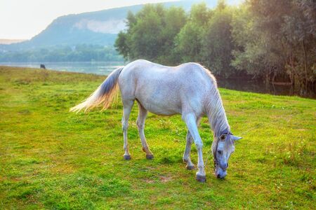 white mare grazing grass on the river shoreの写真素材