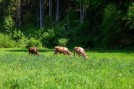 young calves grazing fresh grassの写真素材