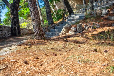 fir cones on the ground in the autumn park