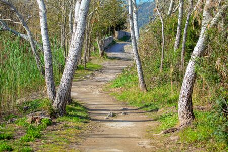 walking path at nature reserve parkの写真素材