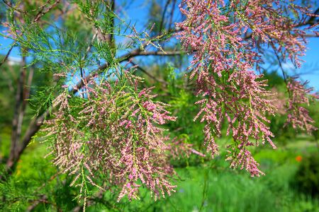 tamarisk tree branch with blooming flowersの写真素材