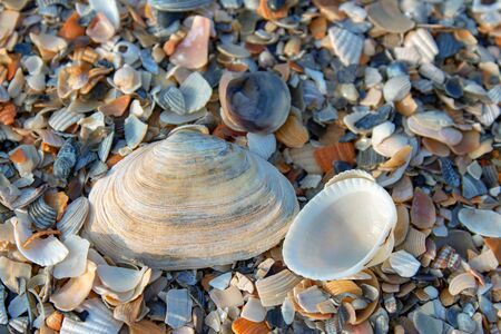 clam shells at the seaside