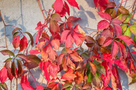 uncultivated plants with red leaves