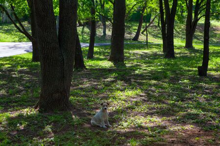 puppy in the green summer parkの写真素材