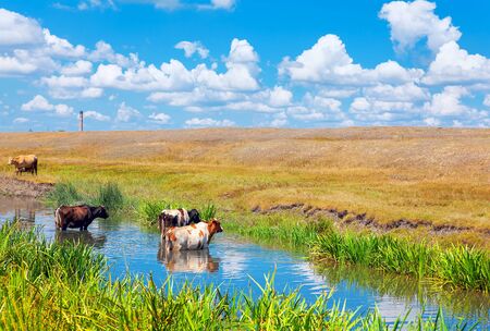 cows swimming in the pond waterの写真素材