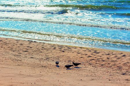 pigeons standing at the sandy beach , sea waves and shore in the sunlightの写真素材