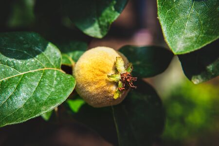 quince fruit and green leavesの写真素材