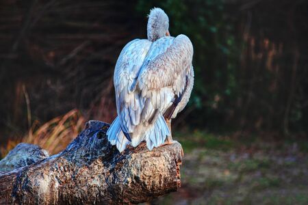 pelican standing at the branch , rear viewの写真素材