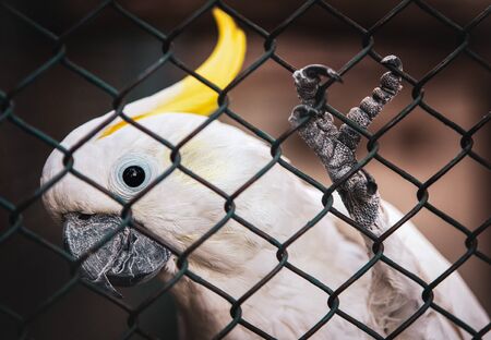 Cockatoos in the cage . Close up image of Cacadu Parrot . Bird Paw Detailsの写真素材