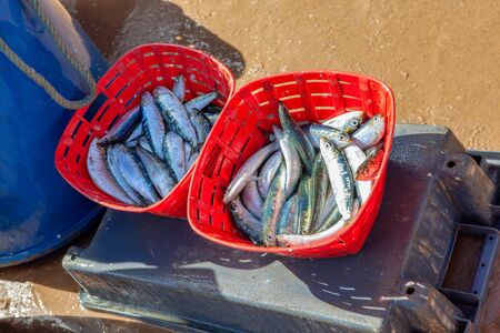fresh catch of sardina fish in the basketsの写真素材