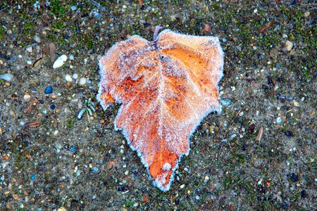 leaf in frost on the ground