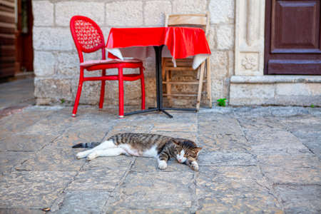 Lazy Cat Sleeping at the Pavement . Small Terrace in Old Townの写真素材