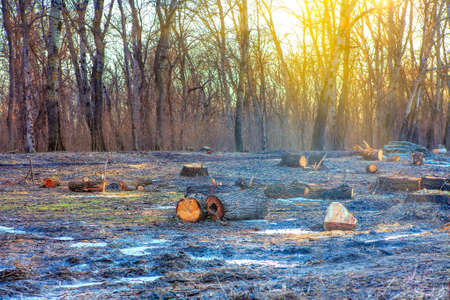 Deforestation Scene . Forest After the Rain . Tree Logs on the Ground