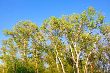 Green tree tops in the spring season