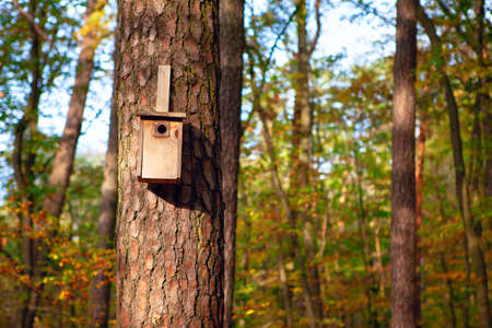 Birdhouse on a pine tree . Coniferous forest with nesting box in the autumn