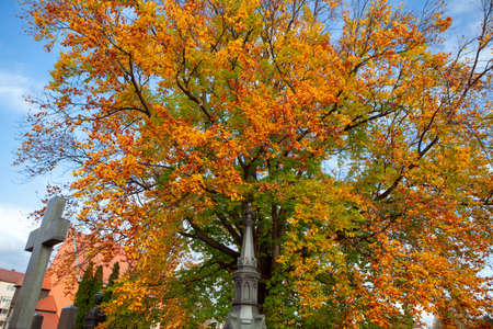 Colorful Tree in the Cemetery . Graveyard in the Fallの写真素材