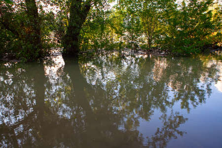 Coastal trees after a rainstorm . Nature inundationの写真素材