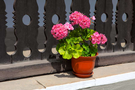 Geraniums Flower Pots Decoration of Rustic Yard