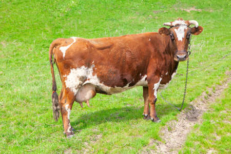 Domestic Cow at the Grassland . Animal looks into the camera