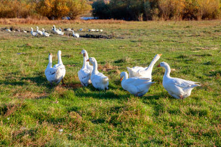Domestic birds farm . Duck on the meadow