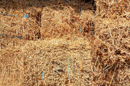 Stacked hay background . Straw for domestic animals feedingの写真素材