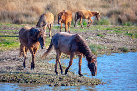 Scenery with Wild horse .Mustangs in the wildの写真素材