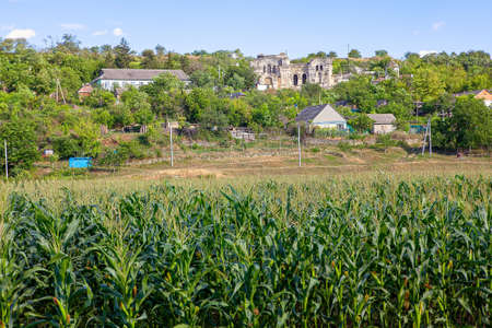 Agricultural field with cultivated corn . View of countryside in the summer