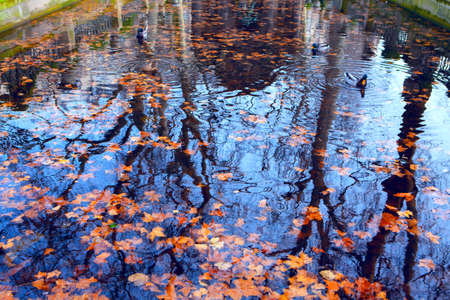 Autumn Leaves on Water Surface . Park in the fall season