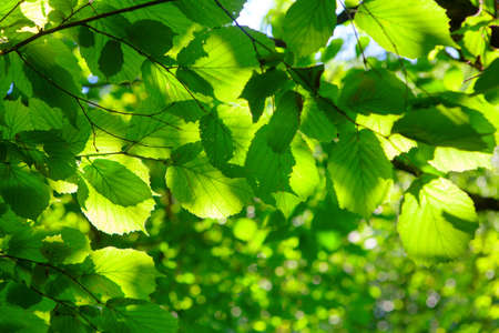 Green foliage in the sunlight . Fresh leaves on the branches
