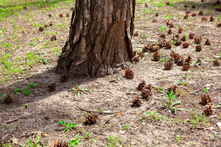 Fallen cones around pine tree