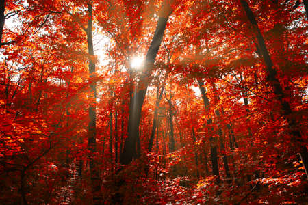 Red autumn forest with sunlight . Spectacular woodland in the fall season