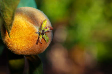 Quince on the branch in the sunlight
