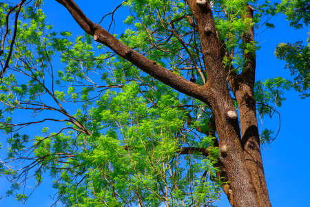 tree with green branches in the springの写真素材
