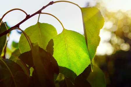 Fresh green leaves in the sunlightの写真素材