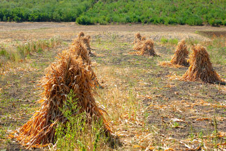 Hay corn sheaves on the agricultural field