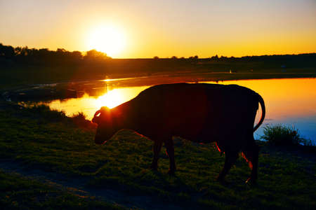 Cow in the dusk light on the river shoreの写真素材