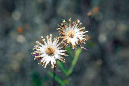 dried flowers without petalsの写真素材