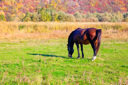 Brown horse at pastureland in the fall seasonの写真素材