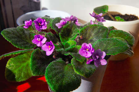 Potted violet flowers in bloom . Plants with wet leavesの写真素材