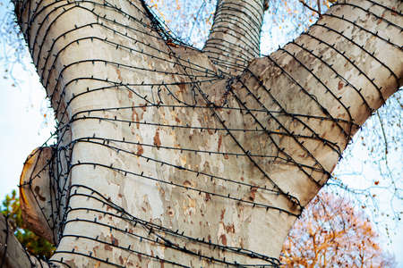 Garlands around the tree trunk . Details of street Christmas decorationの写真素材