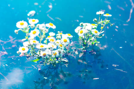 Chamomile in the flood . Flowers in the waterの写真素材