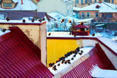 Birds on the urban roofs in the winterの写真素材