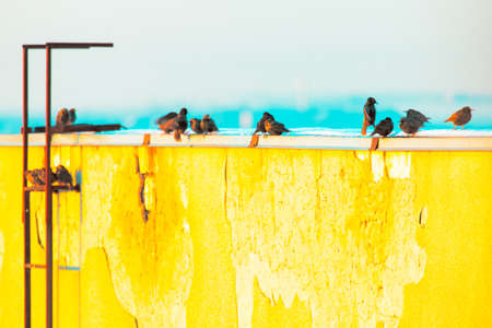 Flock of birds standing together on the snowy roof