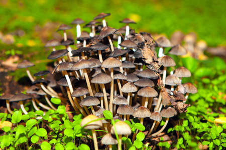 Bunch of poisonous mushrooms growing in the forest