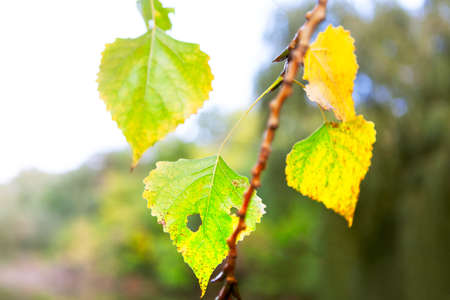 Poplar leaves in autumn on the twig